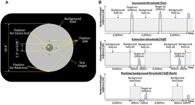 Rapid Adaptation of Night Vision